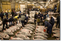 Mercato del Pesce di Tsukiji a Tokio