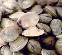 Cattolica: Porto in festa con le vongole