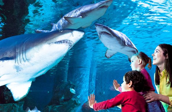 acquario-di-cattolica